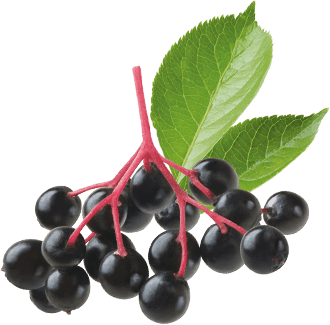Elderberry