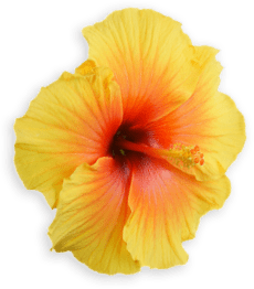 create your own flavor