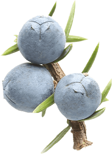 Juniper Berry