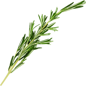 Rosemary