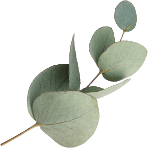 Eucalyptus
